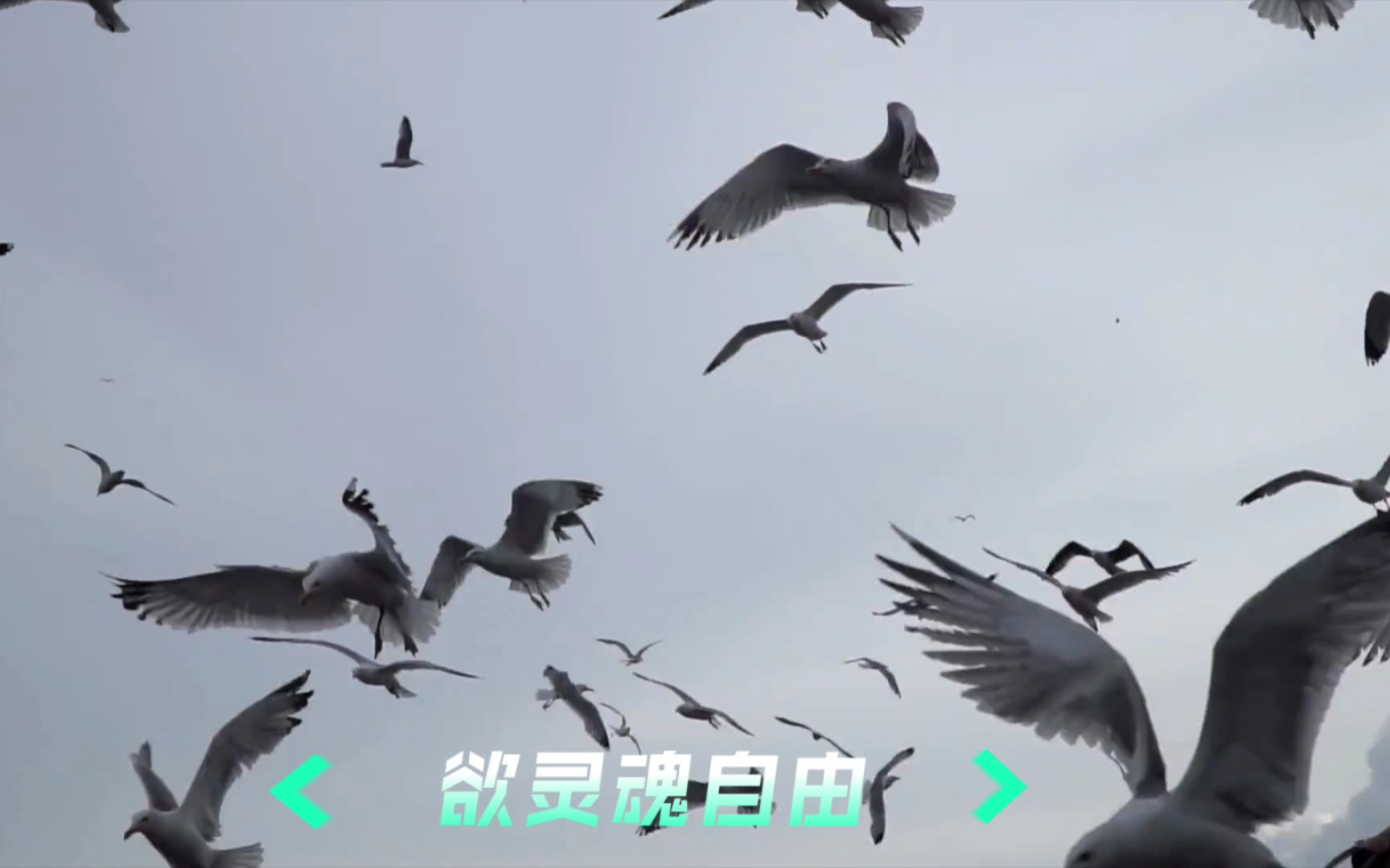 鸿鹄线缆